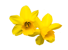 narcis